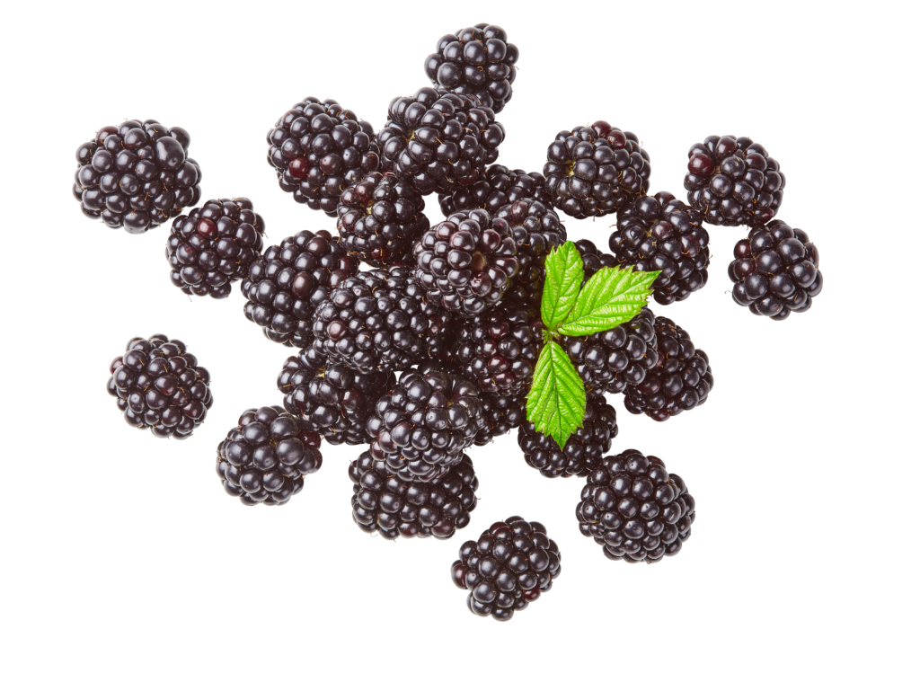 Brombeeren — HofWerte